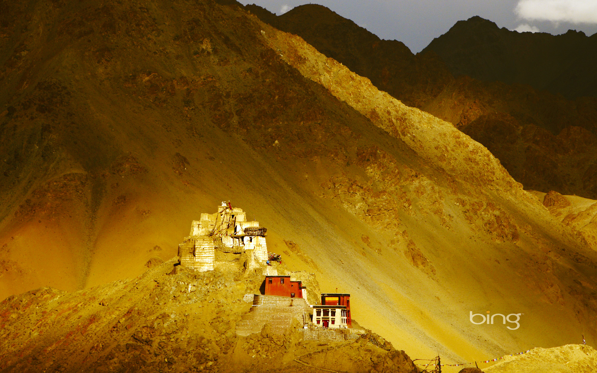 Grazing Yaks, Near Photoskar Village, Ladakh, India бесплатно